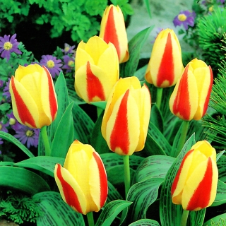 Tulipaner Gluck - pakke med 5 stk - Tulipa Gluck