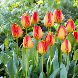 Tulipán Banja Luka - Tulipán Banja Luka - 5 květinové cibule - Tulipa Banja Luka