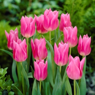 チューリップチャイナピンク チューリップチャイナピンク 5球根 Tulipa China Pink Garden Seeds Market 送料無料