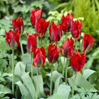 Tulipa Hollywood - pacote de 5 peças