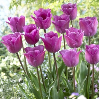 מג'יק לבנדר צבעוני - 5 יח ' - Tulipa Magic Lavender