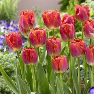 Hoàng hôn hoa tulip Miami - Hoàng hôn hoa tulip Miami - 5 củ - Tulipa Miami Sunset
