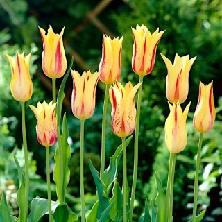 Tulipa Mona Lisa  - 郁金香蒙娜丽莎 -  5个洋葱