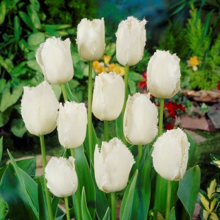 Tulipa Swan křídla - Tulipán Swan křídla - 5 květinové cibule - Tulipa Swan Wings