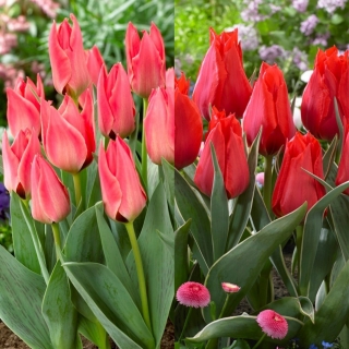 Valentino - set 2 varietas tulip - 40 pcs. - 