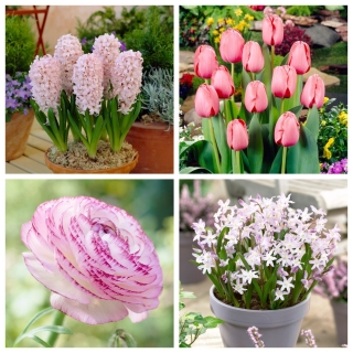Pink Explosion – set of 4 pink blooming plants - 56 pcs.