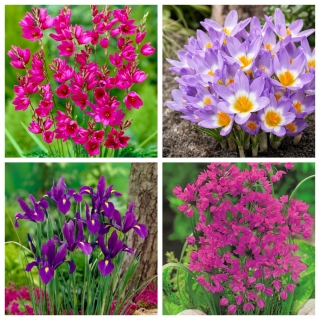 Creative Spring - набор из 4 видов растений - 350 шт.