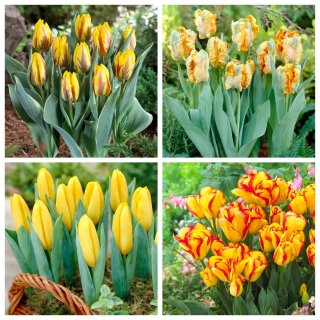 Yellowstone - conjunto de 4 variedades de tulipas amarelas - 40 un. - 