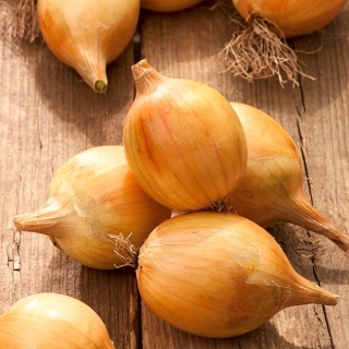 Onion "Vsetana" - medium early variety for direct consumption and storing