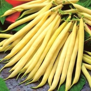 Kacang kuning kuning "Livia" - pelbagai kerdil - Phaseolus vulgaris L. - benih