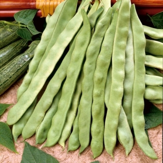 Zeleni francoski fižol "Marconi Nano" - sploščeni stroki - Phaseolus vulgaris L. - semena