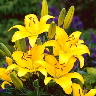 Asiatische Lilie mit gelben Blüten - Gelb - Großpackung! - 15 Stück