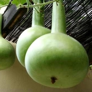 葫芦，葫芦 - 品种混合 -  7粒种子 - Lagenaria siceraria - 種子