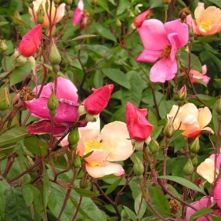 China Rose seeds - Rosa chinensis - 34 seeds