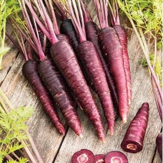 Морковь - Deep purple - 425 семена - Daucus carota ssp. sativus