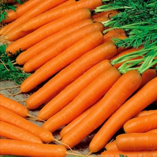 Carrot 'Drako' - medium early, vividly orange with high carotene content