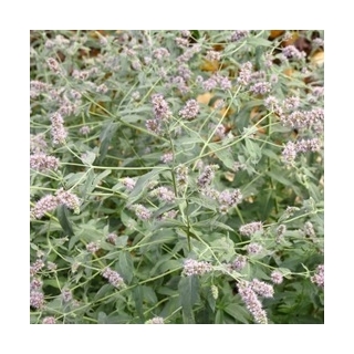 Hortelã - silvestre - 1200 sementes - Mentha longifolia