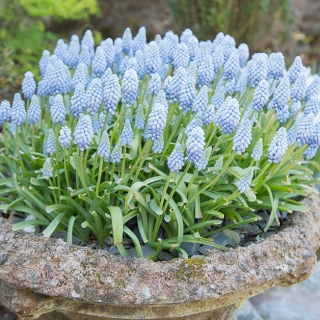 Drue hyacint Ester - stor pakke - 100 stk