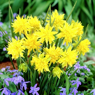 Narcissus Rip Van Winkle - Daffodil Rip Van Winkle - 5 หลอด