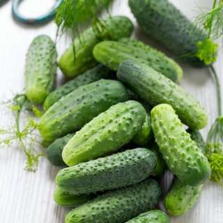 Cucumber "Markus F1" - without a hint of bitterness - 105 seeds