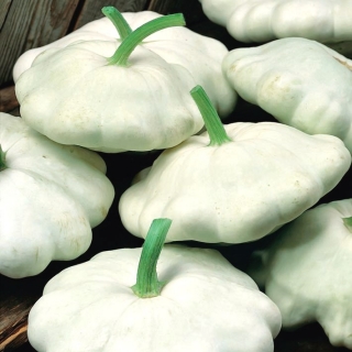 Pattypan squash "Custard White" - 24 σπόρους - Cucurbita pepo var. patisoniana - σπόροι