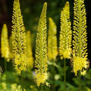 ヒマラヤフォックステールリリー 文ung 大パック 10個 デザートキャンドル Garden Seeds Market 送料無料