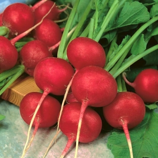 Репичка "Руди" - ярко червен сорт за целогодишно отглеждане - 425 семена - Raphanus sativus L.