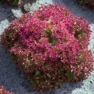 Aedsalat -  Foliosa - Crimson - Punane - Lactuca sativa var. foliosa  - seemned