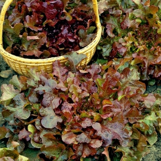 БИО Леаф салата "Ред Салад Бовл" - сертификовано органско семе - 518 семена - Lactuca sativa var. foliosa 