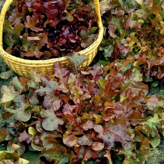 バイオリーフレタス レッドサラダボウル 認証有機種子 518種子 Lactuca Sativa Var Foliosa シーズ Garden Seeds Market 送料無料 バイオリーフレタス レッドサラダボウル 認証有機種子 518種子 Lactuca Sativa Var Foliosa シーズ Garden Seeds Market 送料無料
