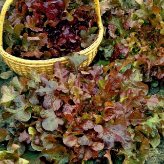 BIO Listový salát "Red Salad Bowl" - certifikovaná bio semena - 518 semen - Lactuca sativa var. foliosa 