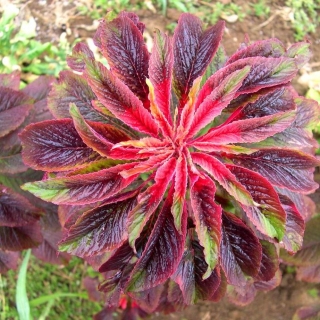 Joseph's Coat mixed seeds - Amaranthus tricolor - 1400 seeds