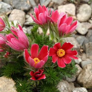 Biji bunga Pasque Merah - Anemone pulsatilla - 38 biji - benih