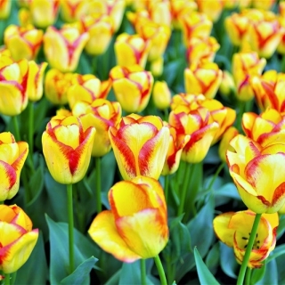 Tulpės Cape Town - pakuotėje yra 5 vnt - Tulipa Cape Town