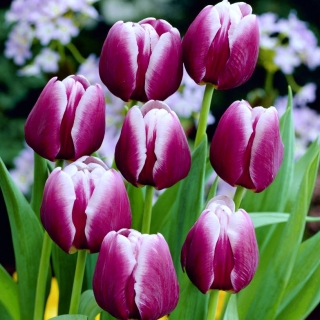 Bí ẩn hoa tulip Ả Rập - Bí ẩn hoa tulip Ả Rập - 5 củ giống - Tulipa Arabian Mystery