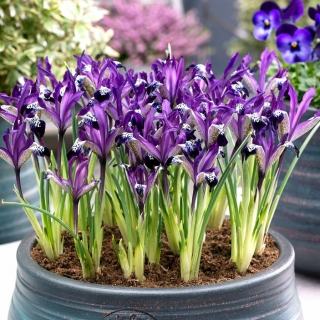 Netted iris Spot On - Stor pakke! - 100 stk; Gyldenettet iris