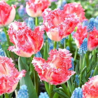 Hoa tulip (crispa) tua + lục bình nho - Bộ 50 chiếc - 