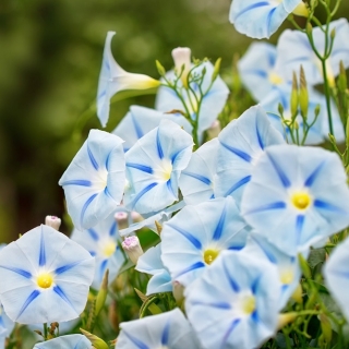 Ипомея трехцветный - Blue Star - 56 семена - Ipomoea tricolor