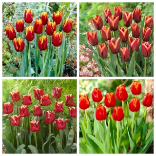 Fiery Fantasy - set di 4 varietà di tulipani - 40 pezzi
