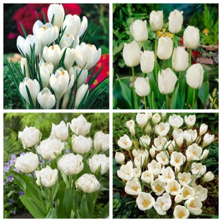 Angel Wings - uppsättning av vita blommande tulpaner och krokusar - 140 st.