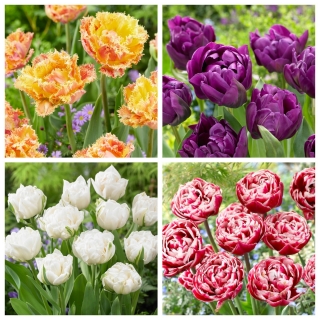 Spring Dream – set of 4 tulip varieties - 40 pcs.