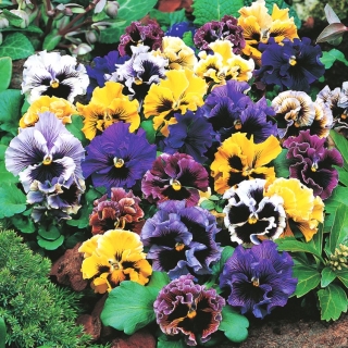 Pansy semințe amestecate Rococo - Viola × wittrockiana - Viola x wittrockiana 