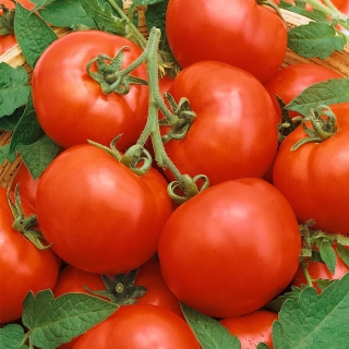 Biji Tomat Baron - Lycopersicon esculentum - 35 biji - Lycopersicon esculentum Mill.  - benih
