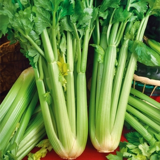 Celer "Malachite" - masité, husté listy - 360 semen - Apium graveolens - semena