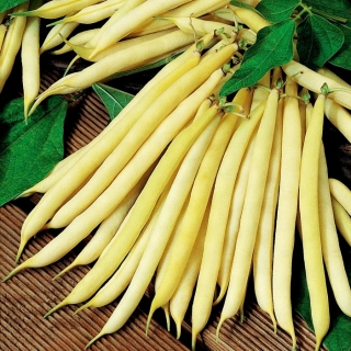 Fransızca fasulye "Elektra" - sarı, cüce çeşitliliği - Phaseolus vulgaris L. - tohumlar