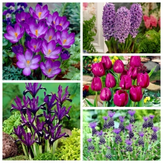 Purple flower set – 5 species