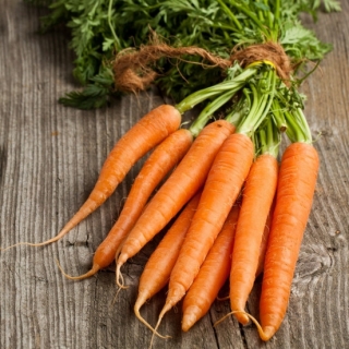 Морква "Флаккес 2 - Віта Лонга" - пізній сорт - 1700 насіння - Daucus carota