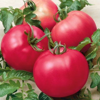 토마토 "Maliniak"- 뻣뻣한 줄기가있는 들판, 나무 딸기 품종 - Lycopersicum esculentum  - 씨앗