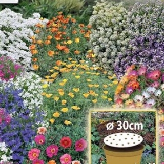 Flowery Carpet - dwarf annual flowers' mix - a 30-cm-wide seed disc