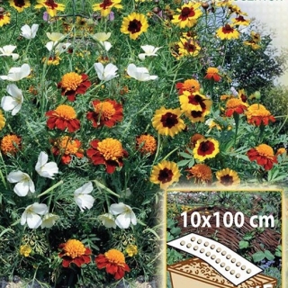 Sunny Border - сортовая смесь однолетних цветов для коробок и кантов, мат 10 x100 см - 